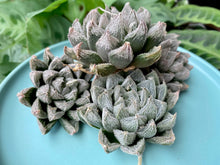 Load image into Gallery viewer, Haworthia 'White Fox' flower