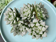 Load image into Gallery viewer, Haworthia Love Hearts