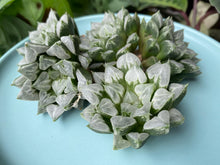 Load image into Gallery viewer, Haworthia Love Hearts flower