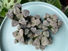 Load image into Gallery viewer, Haworthia pygmaea 'Snow Sato'