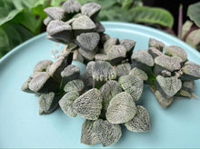 Load image into Gallery viewer, Haworthia pygmaea 'Snow Sato' image