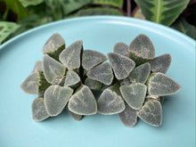 Load image into Gallery viewer, Haworthia pygmaea 'Ice Drill'