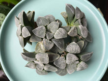 Load image into Gallery viewer, Haworthia 'Silver Railway' flower