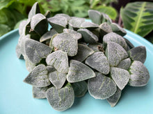 Load image into Gallery viewer, Haworthia 'Silver Railway'