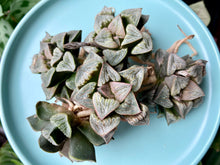 Load image into Gallery viewer, Haworthia splendens aries