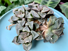 Load image into Gallery viewer, Haworthia splendens aries flower