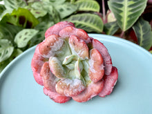 Load image into Gallery viewer, Echeveria Hearts Delight flower