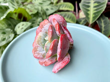 Load image into Gallery viewer, Echeveria Hearts Delight image