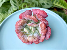 Load image into Gallery viewer, Echeveria Hearts Delight