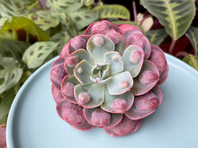 Load image into Gallery viewer, Echeveria Rain Drops