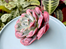 Load image into Gallery viewer, Echeveria Rain Drops flower