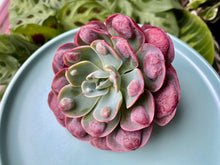 Load image into Gallery viewer, Echeveria Rain Drops flower