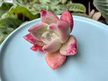 Load image into Gallery viewer, (Red Beauty) flower