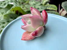 Load image into Gallery viewer, (Red Beauty) flower