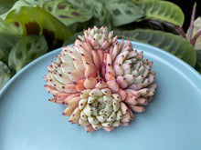 Load image into Gallery viewer, Echeveria Cuspidata var. Zaragoza