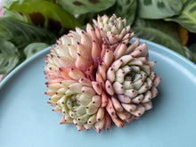 Load image into Gallery viewer, Echeveria Cuspidata var. Zaragoza image
