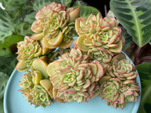 Load image into Gallery viewer, Echeveria Rolly flower