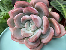 Load image into Gallery viewer, raptoveria Opalina image