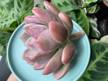 Load image into Gallery viewer, raptoveria Opalina