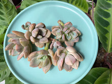 Load image into Gallery viewer, Graptophytum Supreme variegated