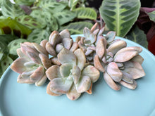 Load image into Gallery viewer, Graptophytum Supreme variegated image