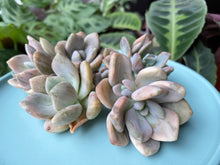 Load image into Gallery viewer, Graptophytum Supreme variegated image
