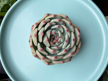 Load image into Gallery viewer, Echeveria chihuahuaensis