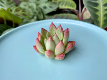 Load image into Gallery viewer, Echeveria Ilya