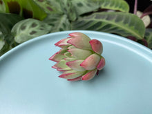 Load image into Gallery viewer, Echeveria Ilya image