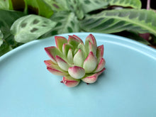 Load image into Gallery viewer, Echeveria Ilya flower