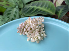 Load image into Gallery viewer, Graptopetalum Mendozae Variegata