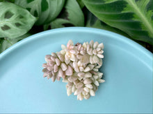 Load image into Gallery viewer, Graptopetalum Mendozae Variegata image