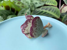 Load image into Gallery viewer, Adromischus Triflorus 'Calico Hearts' flower