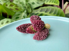 Load image into Gallery viewer, Adromischus marianiae v. herrei