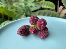 Load image into Gallery viewer, Adromischus marianiae v. herrei flower