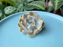 Load image into Gallery viewer, Echeveria runyonii variegata flower