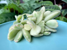 Load image into Gallery viewer, Cotyledon ladismithiensis f.variegata flower