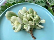 Load image into Gallery viewer, Cotyledon ladismithiensis f.variegata image