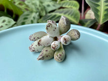 Load image into Gallery viewer, Adromischus Cooperi V. Festivus