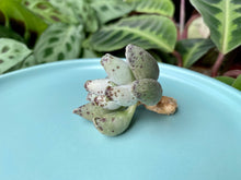 Load image into Gallery viewer, Adromischus Cooperi V. Festivus flower