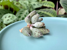 Load image into Gallery viewer, Adromischus Cooperi flower