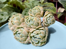 Load image into Gallery viewer, Echeveria Twin Berry