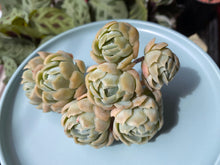 Load image into Gallery viewer, Echeveria Twin Berry