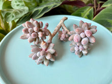 Load image into Gallery viewer, Pachyphytum Machucae 'Baby Fingers' flower