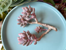 Load image into Gallery viewer,  'Baby Fingers' flower