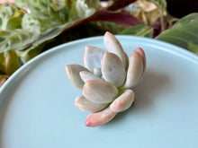 Load image into Gallery viewer, Pachyphytum cv Frevel flower
