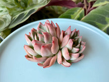 Load image into Gallery viewer, Echeveria Floreana