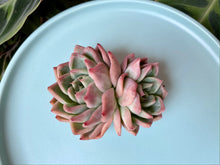 Load image into Gallery viewer, Echeveria Floreana flower
