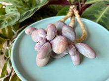 Load image into Gallery viewer, Pachyphytum spp.