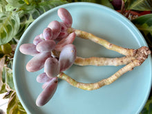 Load image into Gallery viewer, Pachyphytum flower